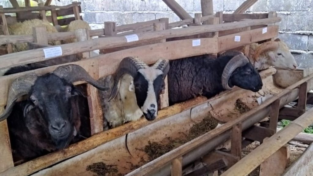jualhewanqurban.com