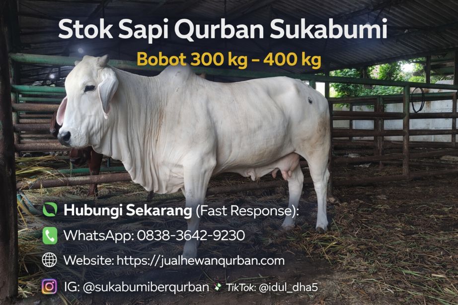 hewan qurban sapi sukabumi