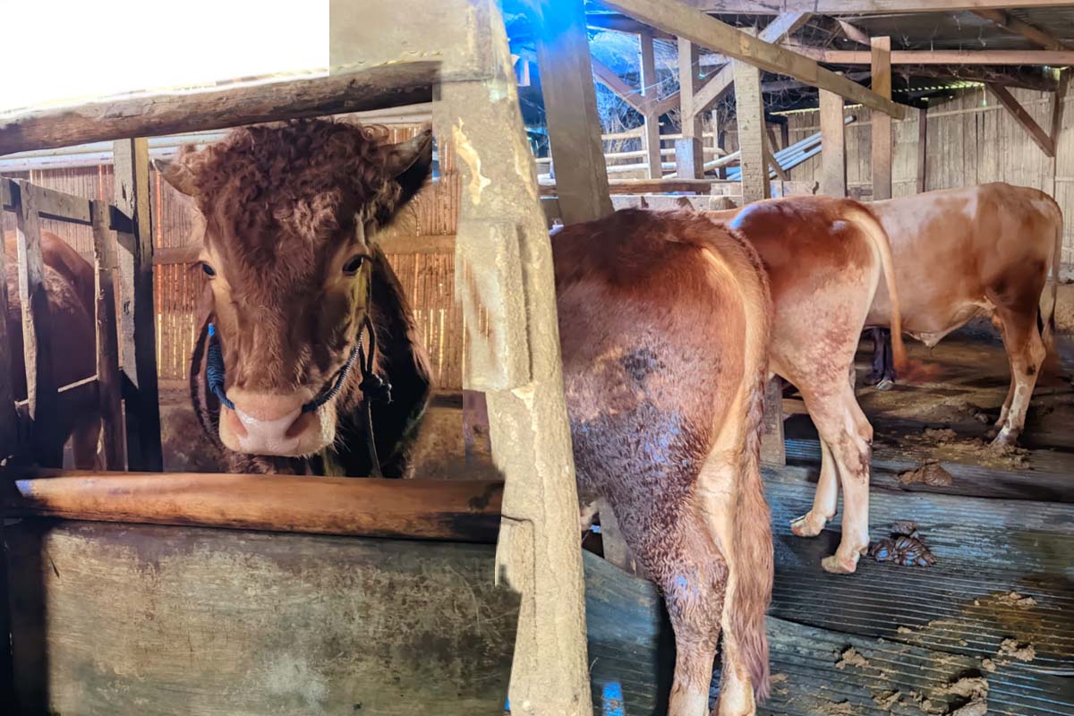 sapi qurban sukabumi