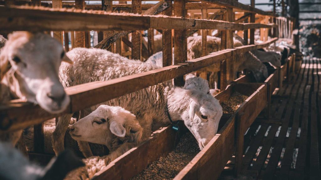 sedia domba qurban sukabumi 2026