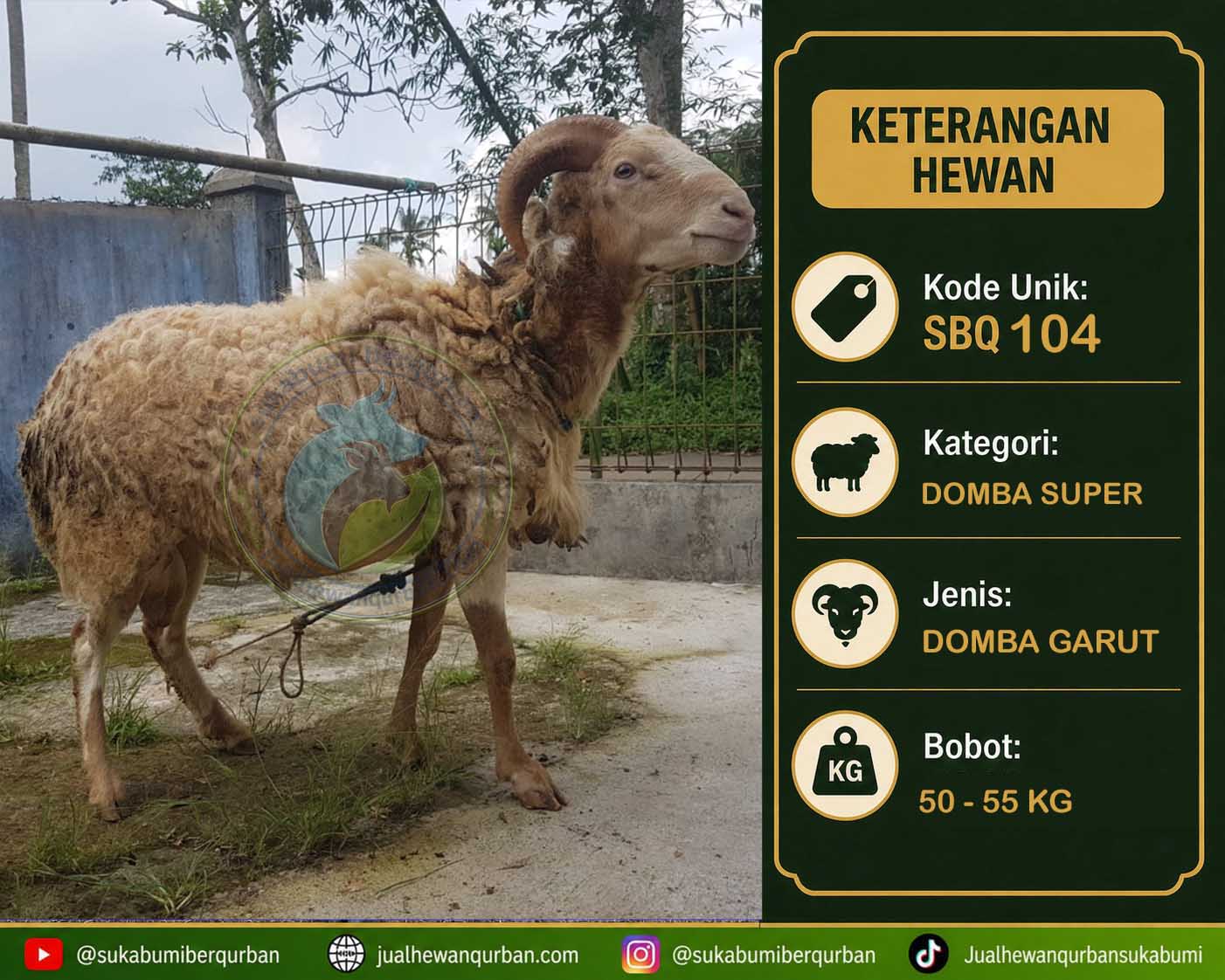 hewan qurban sukabumi