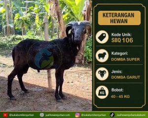hewan qurban sukabumi