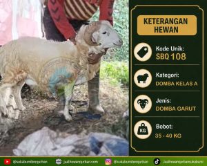 hewan qurban sukabumi