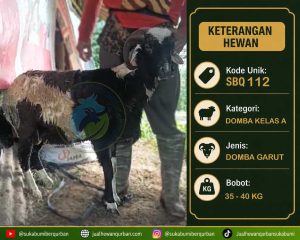 hewan qurban sukabumi