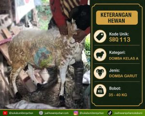 hewan qurban sukabumi