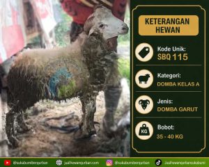 hewan qurban sukabumi