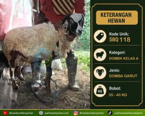 hewan qurban sukabumi