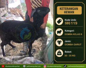 DOMBA QURBAN