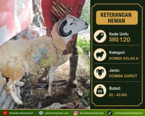 DOMBA QURBAN