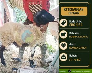 domba qurban sukabumi