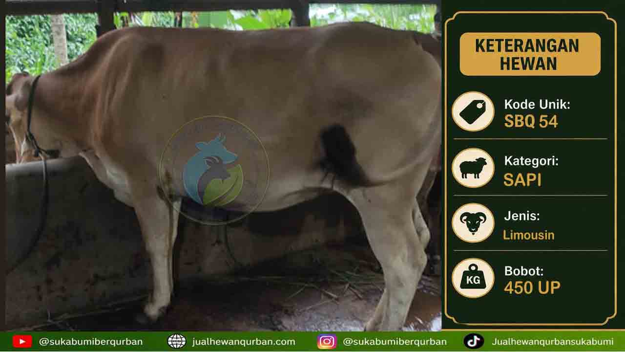 hewan qurban sapi