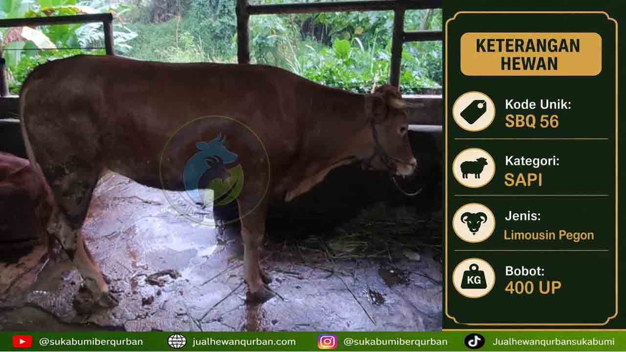 sapi qurban sukabumi