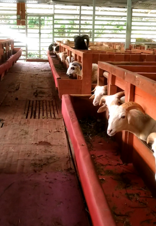 hewan qurban sukabumi