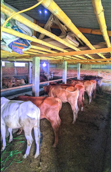 jual hewan kurbban sukabumi